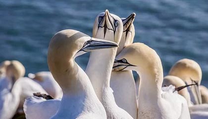 1.5亿欧抢维尔茨+8000万双星?利物浦转会暗战悬念拉满!