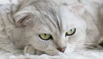 7000万镑!曼联这次学聪明了?姆贝乌莫争夺战暴露红魔转会新哲学