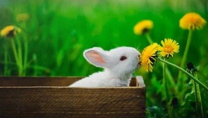 杜兰特入股大巴黎,30亿刀NBA“欧超”要来了?